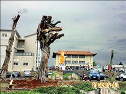內埔老榕倒地 移植納骨堂園區