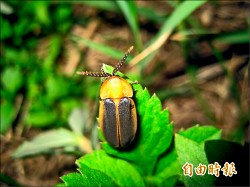 巴克禮公園 螢火蟲提早報到