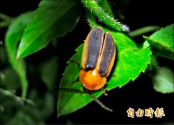 巴克禮「螢」光閃 十年復育成果台北羨