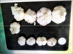 放行問題蒜 綠委告海關瀆職