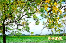 白河蓮花陸續開 阿勃勒添色迎賓