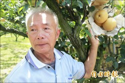 三星上將梨收成 量雖減品質佳
