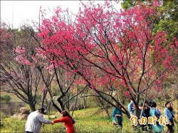 今年慢了 壽山巖櫻花開6成