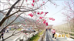 后里泰安櫻花季登場 盛開至二二八
