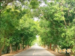 新化綠隧拓寬 200棵老芒果樹可望保留