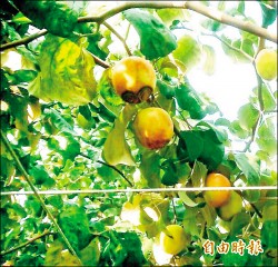 台南蜜棗晚花受寒害 災損估逾5成