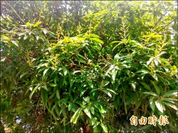 台南芒果早花開 花況佳盛產可期