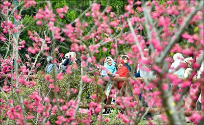 陽明山花季 柯盼打造台北花系列
