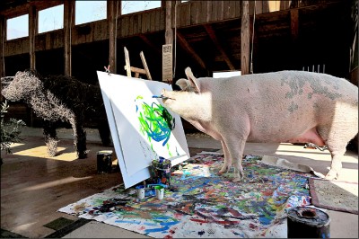 《中英對照讀新聞》Pigcasso hogs the limelight at South Africa farm－豬卡索在南非農場出鋒頭