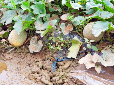 暴雨損農 竹縣三地納現金救助