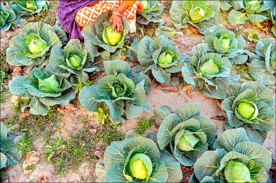《中日對照讀新聞》食物繊維多く食べると死亡リスク2割減 9万人追跡調査 多攝取膳食纖維 死亡風險降低20% 針對9萬人的追蹤調查