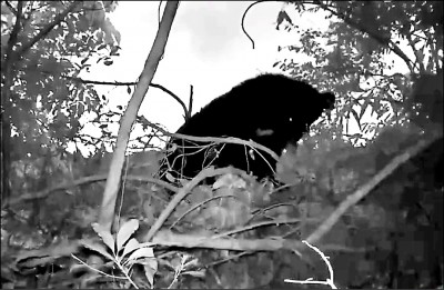 廣原小熊再進化 會築窩了