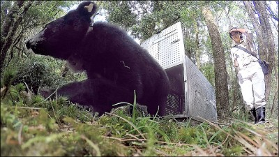廣原小熊10月野訓成功 「姆拉斯」野放回家了