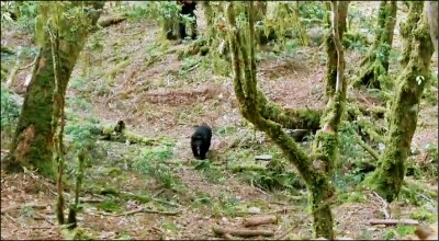 台東》廣原小熊生活規律 食物來源豐富