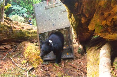 錦屏母熊復元 搭機重返台東山林