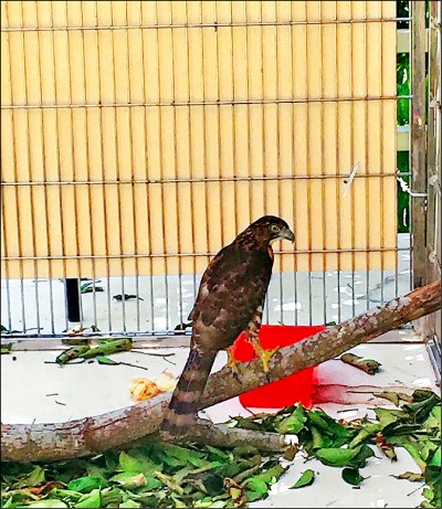 養廣原小熊籠舍 再顧鳳頭蒼鷹