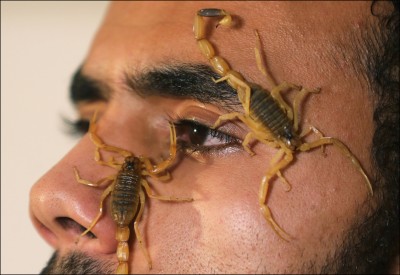 中英對照讀新聞》Young Egyptian finds fortune in scorpions 年輕埃及人在蠍子裡發現財富