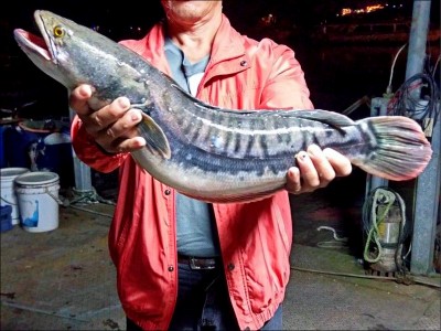 料理赫見母魚虎抱卵日月潭漁民 滅 虎 好時機 生活 自由時報電子報