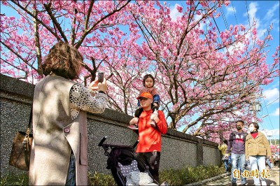 賞櫻季在即 平等里寒櫻打頭陣