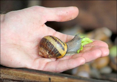 中英對照讀新聞》Would you wash with snail slime soap? 你會用蝸牛黏液皂盥洗嗎？