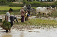 在婚禮、葬禮上喝到私釀劣酒 柬埔寨農村爆發數十人死亡慘案