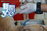 新聞360》動物醫院因疫情漲價  多收費飼主大呼不合理