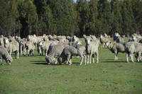 養不起竟痛下毒手！紐國農夫安樂死229隻羊  被判9個月居家監禁