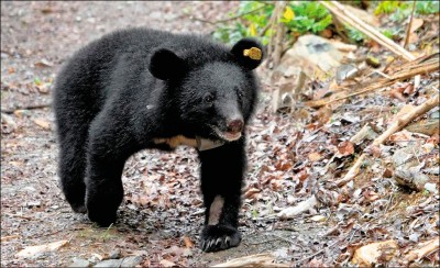重返山林週年 取回追蹤頸圈 廣原小熊Mulas野放成功