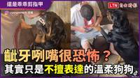 狗狗動不動齜牙咧嘴看起來很生氣像惡魔？飼主：「誤會大了」