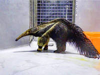 《TAIPEI TIMES》 Taipei Zoo hoping for anteater offspring as male arrives on loan from Nagoya
