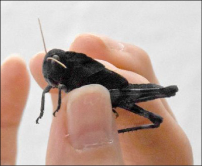 中日對照讀新聞》仮面ライダーブラック？ 漆黒のバッタ （假面騎士BLACK？漆黑的蝗蟲）