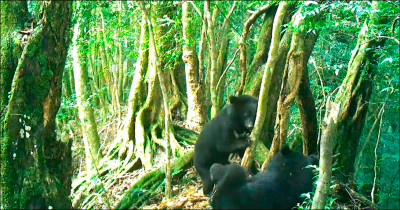 廣原小熊找到同伴 嬉戲山林