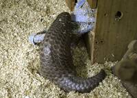 台灣來的穿山甲有喜了！  布拉格市長開心證實：歐洲第一次