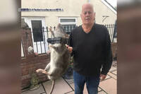 45公分！ 8旬老翁猛抓「超大米奇」 狠嗆：來一隻抓一隻