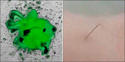 中日對照讀新聞》体外で細胞培養して毛を再生 藉由在體外進行細胞培養 再生體毛