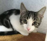 太可愛了！超罕見「無性別」貓咪 連獸醫也從未看過