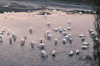 友善候鳥大請客！魚塭清池變「buffet」　黑面琵鷺吃到飽