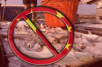 輸中食品74.5％遭禁 食藥署統計：水產品887件最多