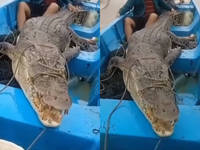 漁民設餌抓鯰魚 竟釣到200公斤巨鱷