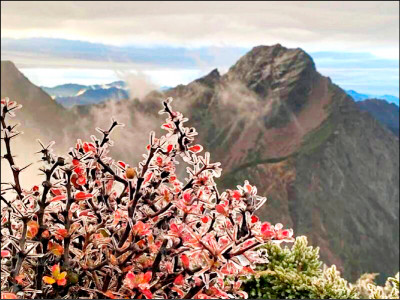 寒潮發威 太平山霧淞美 玉山凍雨驚豔