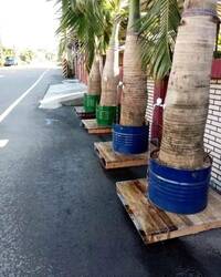 變魔術！椰子樹裝水龍頭 流出自來水