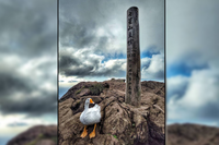 我的老天鵝啊！怎麼出現在這地方