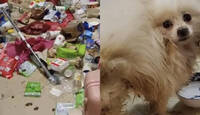 租客失聯欠租17天屋況超慘！ 滿地垃圾還有寵物狗「餓到發抖」