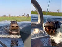 驚悚瞬間！河馬爆氣狂追小船 駕駛「神反應」秒催油門脫逃