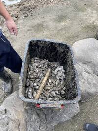 海邊偷挖保育類貝類？ 警獲報發現他專挑「老饕級美味」