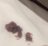 超噁！枕頭傳來「慘叫聲」 他投宿中國飯店一掀開崩潰