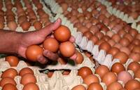 獨家》農委會搶到泰國生食級蛋源 台商曝2大關鍵