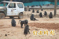 自稱員工爆料狒狒早超過250隻 六福村：一切等清查確認