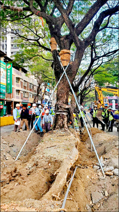 輕軌施工 不影響大順路雨豆樹抓地力