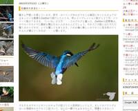 「蝴蝶停翠鳥身上」 日本網友拍下稀有畫面